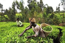 farming in africa